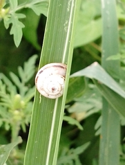 Xerolenta obvia
