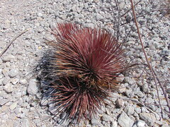 Agave striata