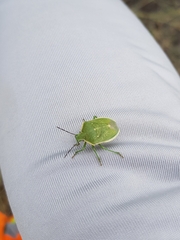 Chlorochroa uhleri