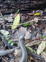 Lycodonomorphus inornatus