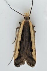 Dichomeris serrativittella