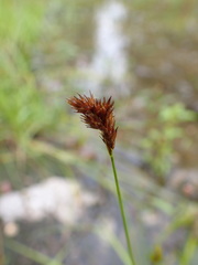 Carex crawfordii