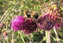 Bombus lucorum