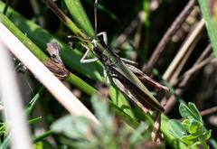 Gomphocerippus rufus