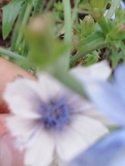 Cichorium intybus