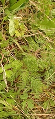 Anthriscus sylvestris