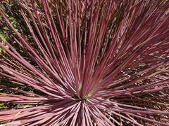Agave striata