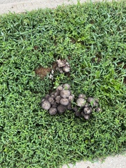 Strobilomyces strobilaceus