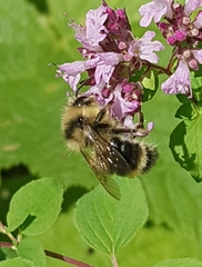 Bombus vancouverensis