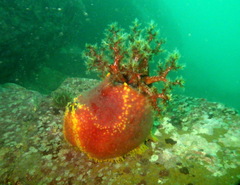 Pseudocolochirus violaceus