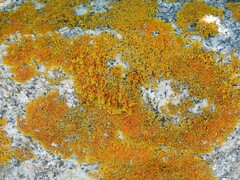 Xanthorioideae