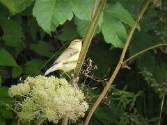 Phylloscopus trochilus trochilus