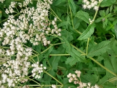 Eupatorium perfoliatum