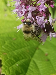 Bombus vancouverensis
