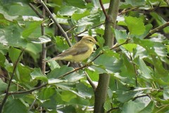 Phylloscopus trochilus trochilus