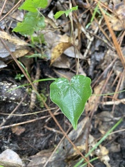 Plantae