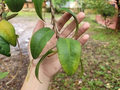Anthurium scandens