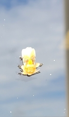 Megalopyge opercularis