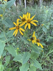 Heliopsis helianthoides