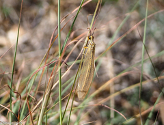 Myrmecaelurus trigrammus