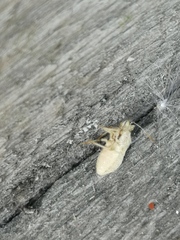 Coreoidea