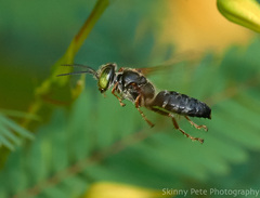 Tachytes guatemalensis