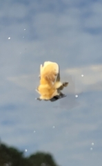 Megalopyge opercularis