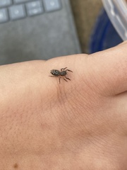 Platycryptus undatus