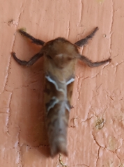 Triodia sylvina