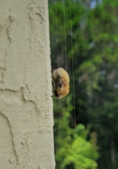 Megalopyge opercularis