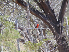 Pyrocephalus rubinus