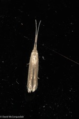 Coleophora