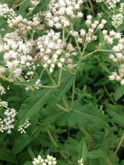 Eupatorium perfoliatum