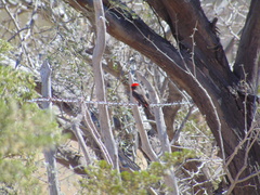 Pyrocephalus rubinus