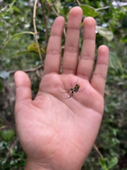 Leucauge argyrobapta