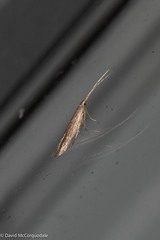 Coleophora