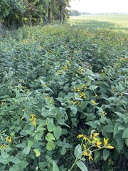 Heliopsis helianthoides