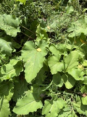 Arctium lappa