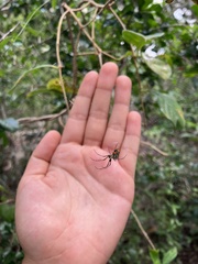 Leucauge argyrobapta