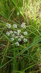 Peucedanum palustre