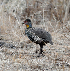 Pternistis leucoscepus