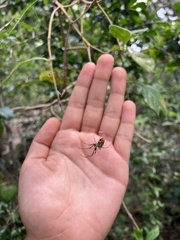 Leucauge argyrobapta