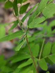 Graphocephala fennahi