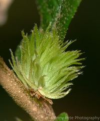 Andricus quercusfoliatus