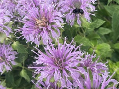 Melissodes bimaculatus