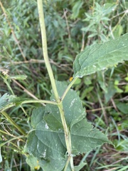 Heliopsis helianthoides