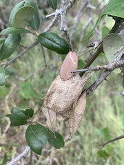 Antheraea polyphemus