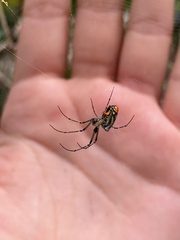 Leucauge argyrobapta