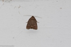 Amphipyra tragopoginis