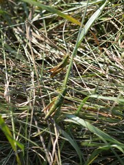 Pseudochorthippus parallelus